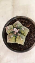 MATRIZ ASTROPHYTUM cv KIKKO "Variegata"  Nº 1087 – vaso 15 - Imagem 11