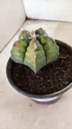 MATRIZ ASTROPHYTUM cv KIKKO "Variegata"  Nº 1087 – vaso 15 - Imagem 10