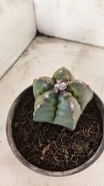 MATRIZ ASTROPHYTUM cv KIKKO "Variegata"  Nº 1087 – vaso 15 - Imagem 9