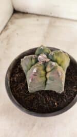 MATRIZ ASTROPHYTUM cv KIKKO "Variegata"  Nº 1087 – vaso 15 - Imagem 8