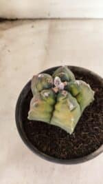 MATRIZ ASTROPHYTUM cv KIKKO "Variegata"  Nº 1087 – vaso 15 - Imagem 7