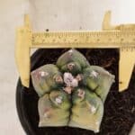 MATRIZ ASTROPHYTUM cv KIKKO "Variegata"  Nº 1087 – vaso 15