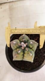 MATRIZ ASTROPHYTUM cv KIKKO "Variegata"  Nº 1087 – vaso 15