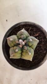 MATRIZ ASTROPHYTUM cv KIKKO "Variegata"  Nº 1087 – vaso 15 - Imagem 6