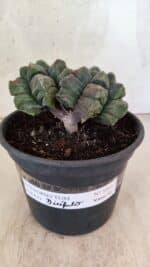 MATRIZ ASTROPHYTUM cv KIKKO "Bicefalo"  Nº 1091 – vaso 15 - Imagem 2