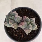 MATRIZ ASTROPHYTUM cv KIKKO "Bicefalo"  Nº 1091 – vaso 15