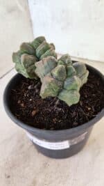 MATRIZ ASTROPHYTUM cv KIKKO "Bicefalo"  Nº 1091 – vaso 15 - Imagem 10