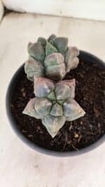 MATRIZ ASTROPHYTUM cv KIKKO "Bicefalo"  Nº 1091 – vaso 15 - Imagem 9