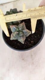 MATRIZ ASTROPHYTUM cv KIKKO "Bicefalo"  Nº 1091 – vaso 15 - Imagem 7