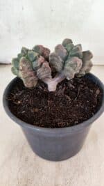 MATRIZ ASTROPHYTUM cv KIKKO "Bicefalo"  Nº 1091 – vaso 15 - Imagem 8