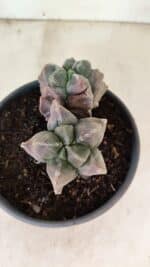 MATRIZ ASTROPHYTUM cv KIKKO "Bicefalo"  Nº 1091 – vaso 15 - Imagem 3