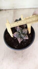 MATRIZ ASTROPHYTUM cv KIKKO "Bicefalo"  Nº 1091 – vaso 15 - Imagem 5