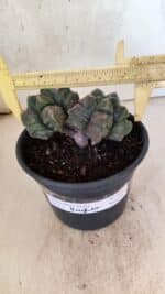 MATRIZ ASTROPHYTUM cv KIKKO "Bicefalo"  Nº 1091 – vaso 15 - Imagem 4
