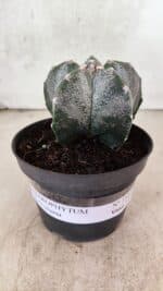 ASTROPHYTUM MYRIOSTIGMA  Nº 1169 – vaso 11 - Imagem 2