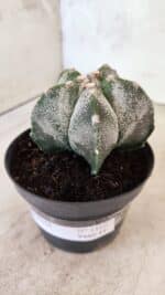 ASTROPHYTUM MYRIOSTIGMA  Nº 1169 – vaso 11 - Imagem 9