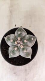 ASTROPHYTUM MYRIOSTIGMA  Nº 1169 – vaso 11 - Imagem 3
