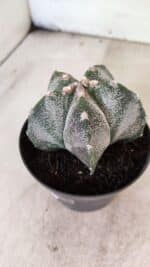 ASTROPHYTUM MYRIOSTIGMA  Nº 1169 – vaso 11 - Imagem 6