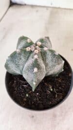 ASTROPHYTUM MYRIOSTIGMA  Nº 1169 – vaso 11 - Imagem 8