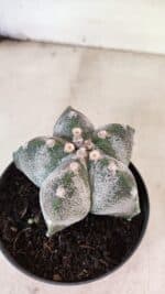 ASTROPHYTUM MYRIOSTIGMA  Nº 1169 – vaso 11 - Imagem 7
