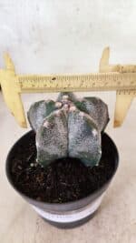 ASTROPHYTUM MYRIOSTIGMA  Nº 1169 – vaso 11 - Imagem 4