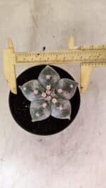 ASTROPHYTUM MYRIOSTIGMA  Nº 1169 – vaso 11