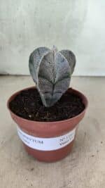 ASTROPHYTUM MYRIOSTIGMA  Nº 1181 – vaso 11 - Imagem 2