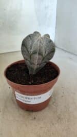 ASTROPHYTUM MYRIOSTIGMA  Nº 1181 – vaso 11 - Imagem 10