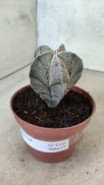 ASTROPHYTUM MYRIOSTIGMA  Nº 1181 – vaso 11 - Imagem 9