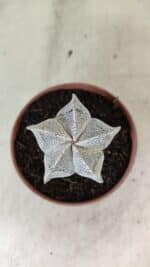 ASTROPHYTUM MYRIOSTIGMA  Nº 1181 – vaso 11 - Imagem 3