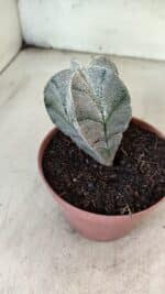 ASTROPHYTUM MYRIOSTIGMA  Nº 1181 – vaso 11 - Imagem 8