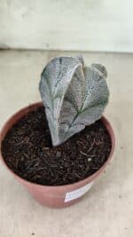 ASTROPHYTUM MYRIOSTIGMA  Nº 1181 – vaso 11 - Imagem 7