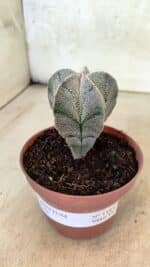 ASTROPHYTUM MYRIOSTIGMA  Nº 1181 – vaso 11 - Imagem 6