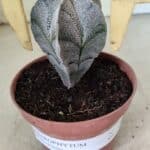 ASTROPHYTUM MYRIOSTIGMA  Nº 1181 – vaso 11