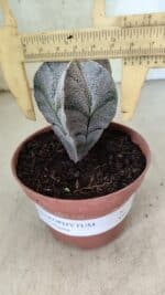ASTROPHYTUM MYRIOSTIGMA  Nº 1181 – vaso 11