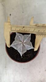 ASTROPHYTUM MYRIOSTIGMA  Nº 1181 – vaso 11 - Imagem 5