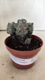 ASTROPHYTUM MYRIOSTIGMA "Colônia" Nº 1075 – vaso 11 - Imagem 2