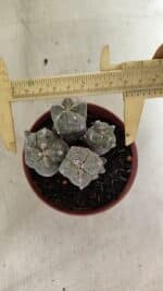 ASTROPHYTUM MYRIOSTIGMA "Colônia" Nº 1075 – vaso 11 - Imagem 5