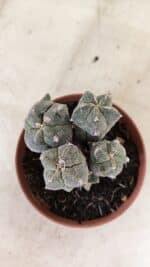 ASTROPHYTUM MYRIOSTIGMA "Colônia" Nº 1075 – vaso 11 - Imagem 6