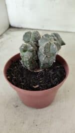 ASTROPHYTUM MYRIOSTIGMA "Colônia" Nº 1075 – vaso 11 - Imagem 9