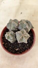 ASTROPHYTUM MYRIOSTIGMA "Colônia" Nº 1075 – vaso 11 - Imagem 3