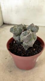 ASTROPHYTUM MYRIOSTIGMA "Colônia" Nº 1075 – vaso 11 - Imagem 8