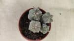 ASTROPHYTUM MYRIOSTIGMA "Colônia" Nº 1075 – vaso 11 - Imagem 7