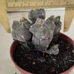 ASTROPHYTUM MYRIOSTIGMA "Colônia" Nº 1075 – vaso 11