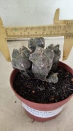 ASTROPHYTUM MYRIOSTIGMA "Colônia" Nº 1075 – vaso 11