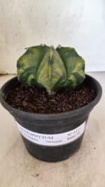 MATRIZ ASTROPHYTUM Myriostigma "Variegata" Nº 1127 – vaso 15 - Imagem 2