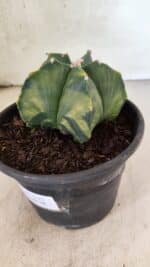 MATRIZ ASTROPHYTUM Myriostigma "Variegata" Nº 1127 – vaso 15 - Imagem 9