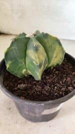 MATRIZ ASTROPHYTUM Myriostigma "Variegata" Nº 1127 – vaso 15 - Imagem 6