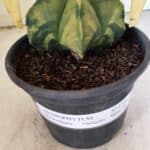 MATRIZ ASTROPHYTUM Myriostigma "Variegata" Nº 1127 – vaso 15