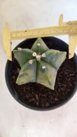 MATRIZ ASTROPHYTUM Myriostigma "Variegata" Nº 1127 – vaso 15 - Imagem 10