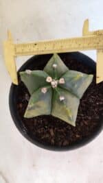 MATRIZ ASTROPHYTUM Myriostigma "Variegata" Nº 1127 – vaso 15 - Imagem 5